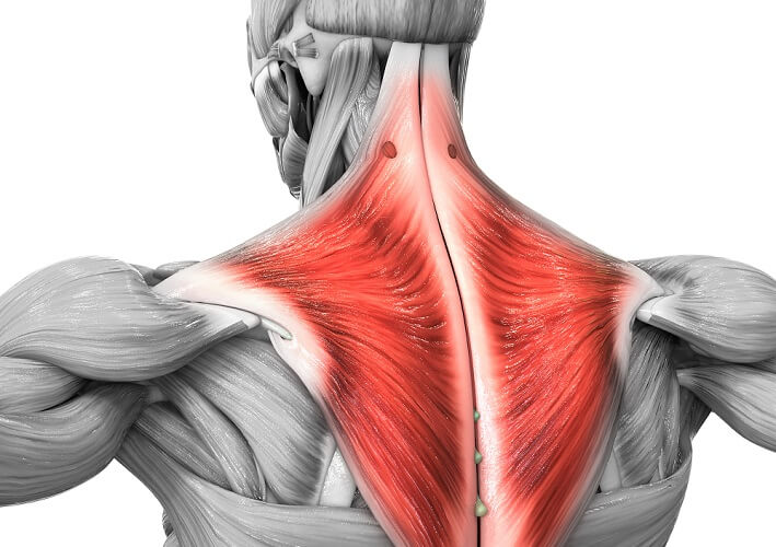 trapezius