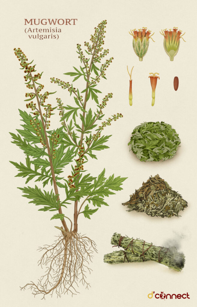 Illustration of full mugwort plant showcasing roots, flowers, dried leaves, and various beneficial uses